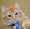  Animals - Dogs, Cats - 